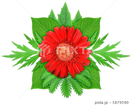 Red flower with green leaf Red flower with green leaf 5879590