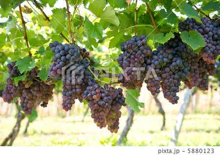 red grapes with green leaves on the vine 5880123