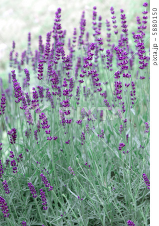 fresh lavender plants outdoors 5880150