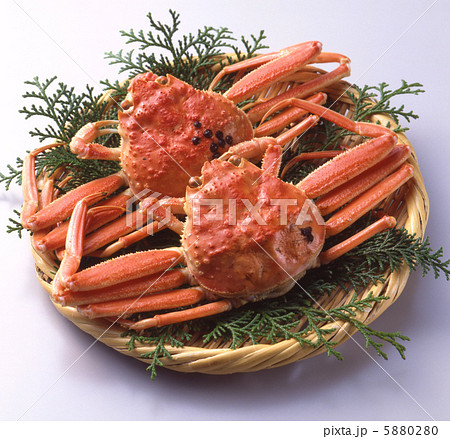 ずわいがに 5880280
