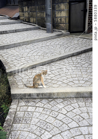 階段の猫 5880339