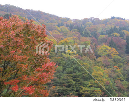利賀村の紅葉 5880365