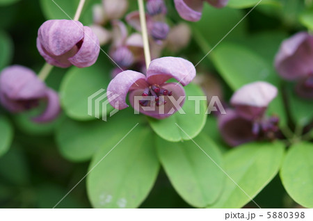 木通 アケビの花って可愛いです の写真素材