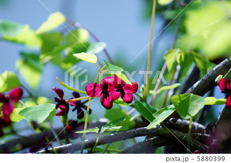 三葉木通ミツバアケビ　葉が三枚づつ出ています。 5880399