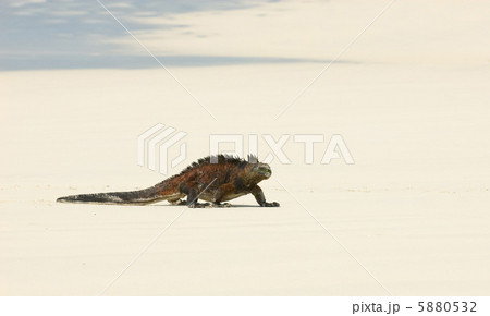 marine iguana in the beach marine iguana in the beach 5880532