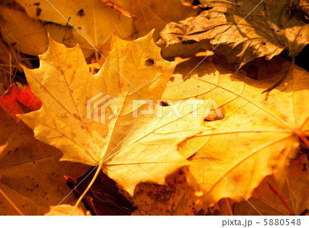 autumn leaves, very shallow focus 5880548