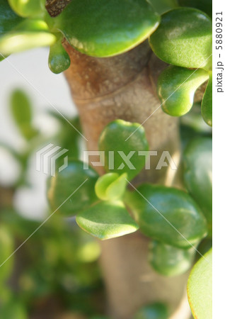 カネノナルキ カネノナルキ 5880921