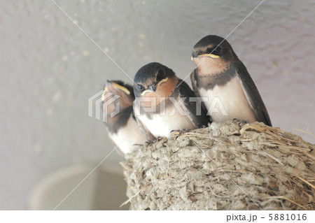 巣立つ直前のツバメ達 5881016
