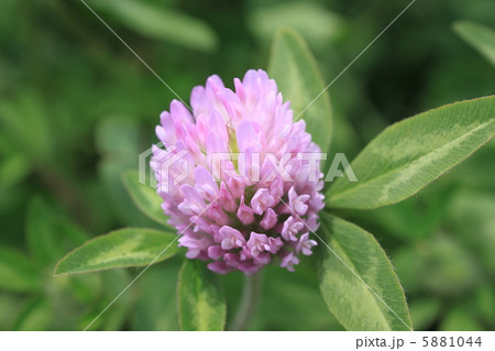 アカツメクサ（ムラサキツメクサ）の花 5881044