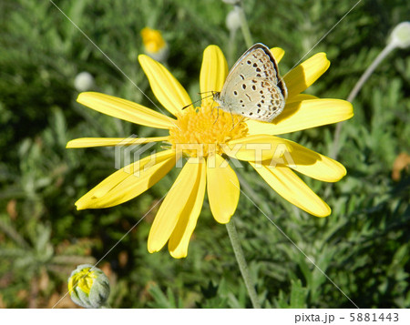ユリオプスデージーとヤマトシジミ 5881443
