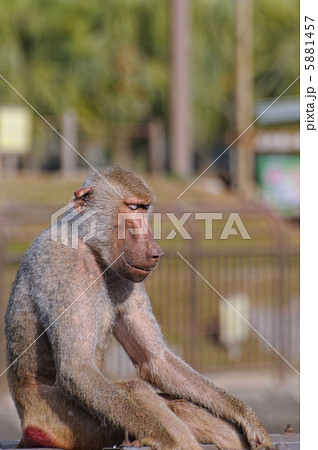 マントヒヒ マントヒヒ 5881457