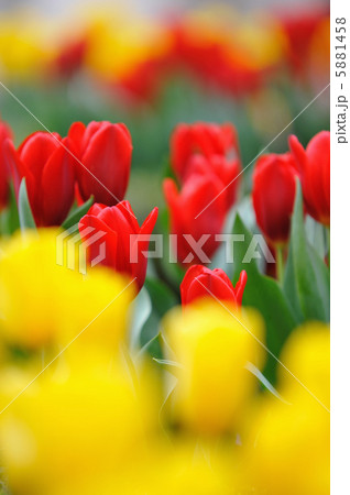 チューリップ 5881458