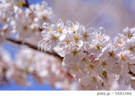 桜 5881566