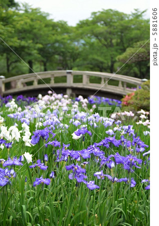 ハナショウブと日本庭園 5881606