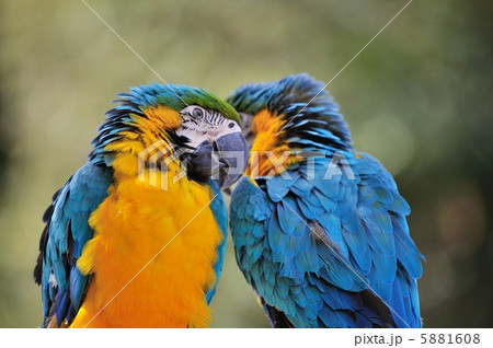 ルリコンゴウインコ 5881608