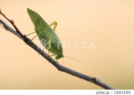 ツユムシ 5881690