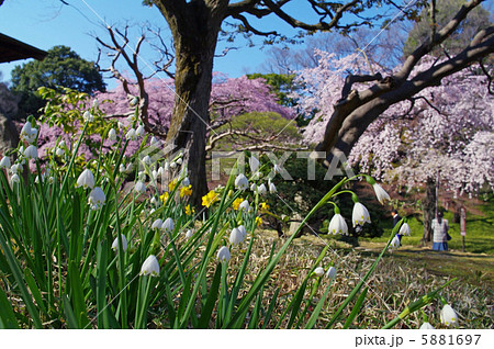 鈴蘭（スズラン） 5881697