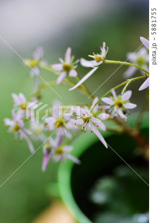 鉢植えの大文字草 5881755