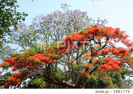 ジャカランダとカエンジュの花 ジンバブエ アフリカの写真素材 [5881779] - PIXTA