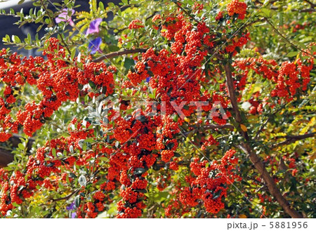 ピラカンサス 5881956