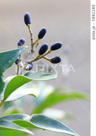 秋のネズミモチ 5882289