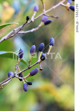 ネズミモチの実 5882290