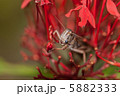 ヨイショ....... 5882333