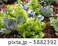 レタス01 5882392