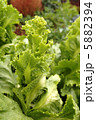 レタスの花01 5882394