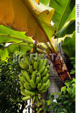 バナナ02 バナナ02 5882395