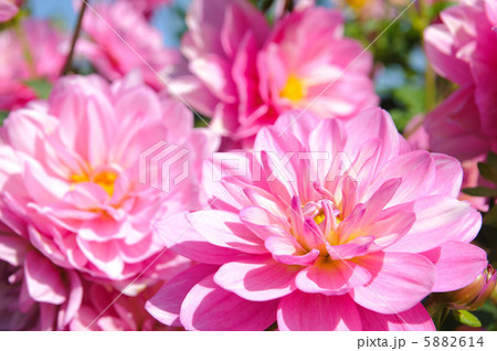 ピンク色のダリア ピンク色のダリア 5882614