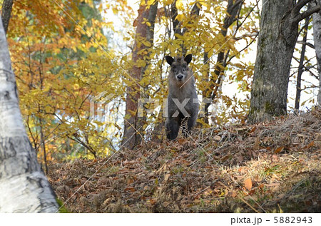 カモシカ 5882943