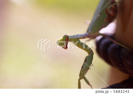 カマキリ カマキリ 5883245