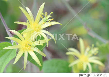 トケイソウ　キトリナ 5883402