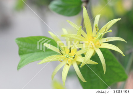 トケイソウ　キトリナ 5883403