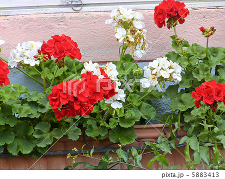 窓辺のゼラニウムの花の写真素材