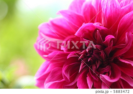 情熱的なダリア 情熱的なダリア 5883472