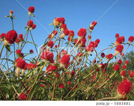 千日草の花と空 千日草の花と空 5883881