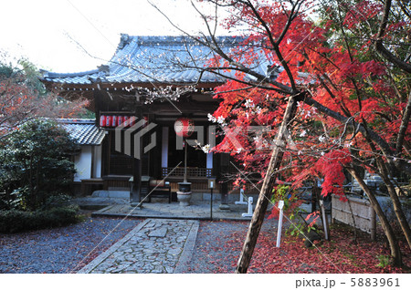 京都　赤山禅院　桜と紅葉 5883961