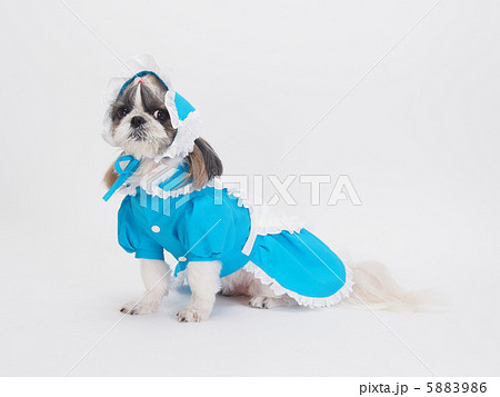 アリスの衣装を着たシーズー アリスの衣装を着たシーズー 5883986