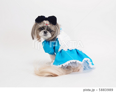 アリスの衣装を着たシーズー 5883989