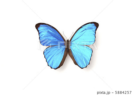 メネラウスモルフォチョウ 5884257