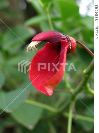 マルバディゴの花 5884292