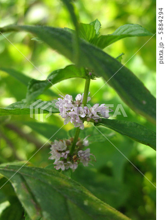 ハッカ（ニホンハッカ）の花 5884294
