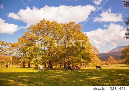 信州の秋の牧草地 信州の秋の牧草地 5884441