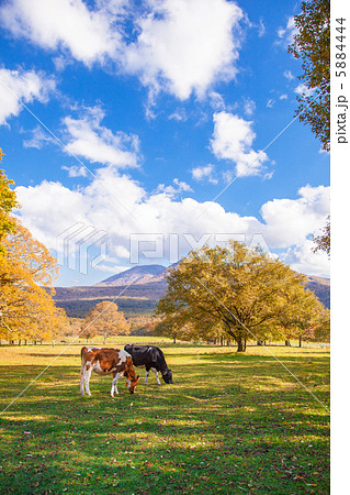 信州の秋の牧草地 信州の秋の牧草地 5884444