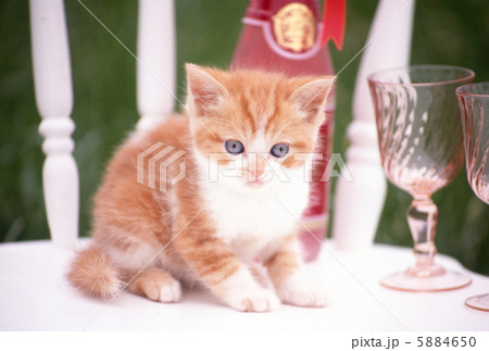 茶トラの仔猫 5884650