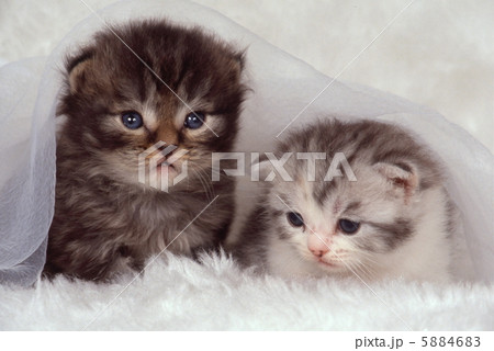 二匹の仔猫 二匹の仔猫 5884683