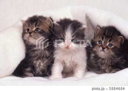 白いブランケットと三匹の仔猫 5884684