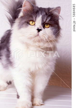 ペルシャ猫 5884685